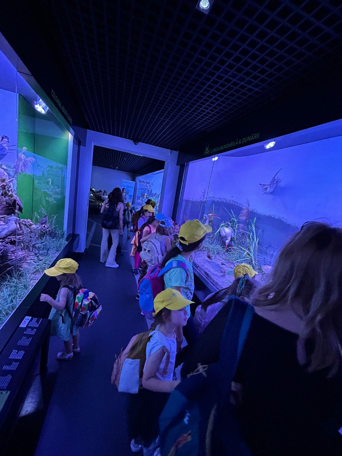 Children viewing exhibits in a museum, wearing yellow hats and backpacks, alongside adults.