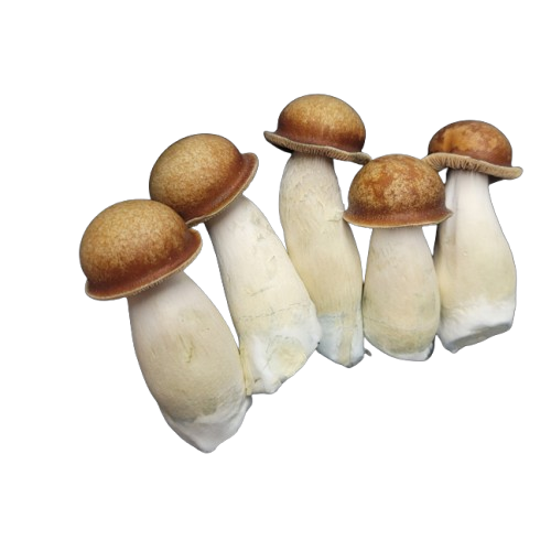 Penis_Mushrooms-removebg-preview (1).png