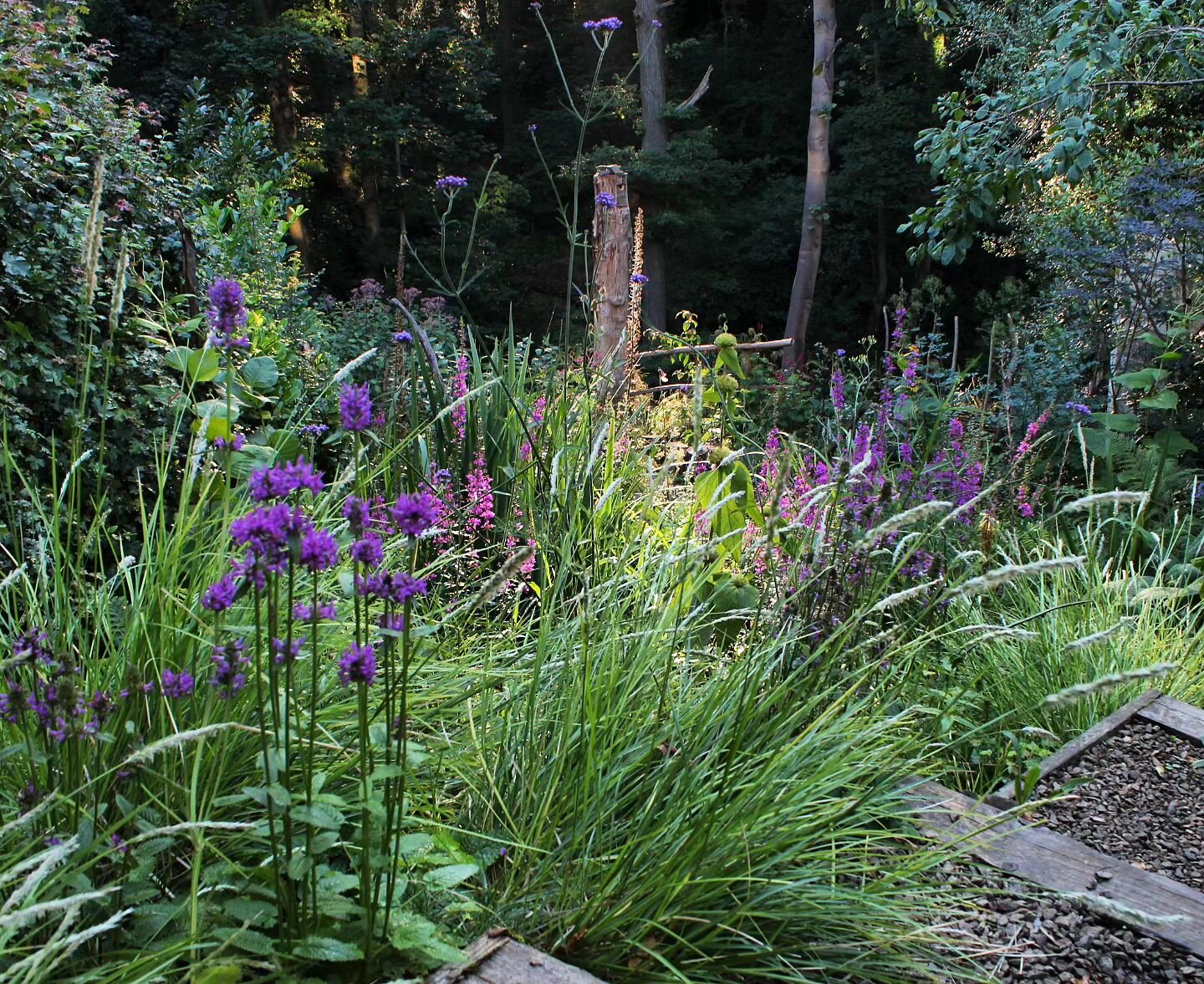 Back home and there was some nice late summer light in the garden this morning. Lythrum virgatum, Sesleria autumnalis and Stachys 'Hummelo' all popping in the light.
.
.
#naturalisticgarden #naturalisticplanting #perennialplanting #wildlifegarden #ec