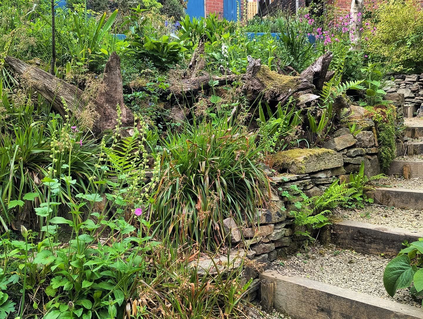 A living retaining wall.
.
.
#retainingwall #stumpery #livingwall #steepgarden