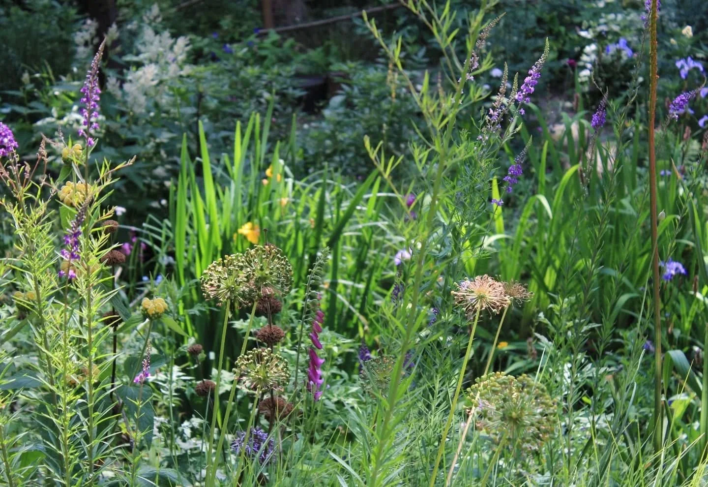 Home garden - the slope down to the pond. It's looking a bit random, mostly because it is a bit random.
.
.
#naturalisticplanting #woodlandedge #wildlifegarden