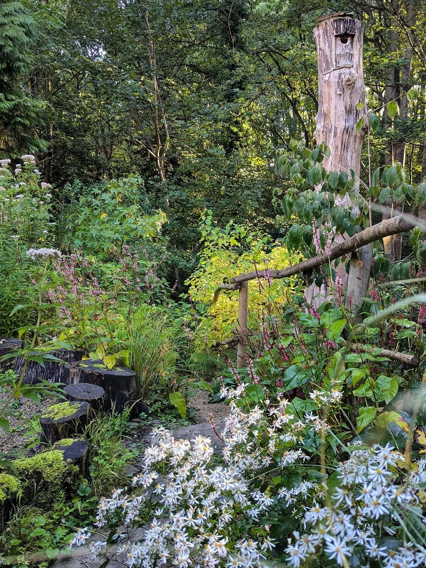 Home garden this morning. Looking a bit scruffy and worn out like it's owner
.
.
#woodlandgarden #woodlandedge #naturalisticplanting