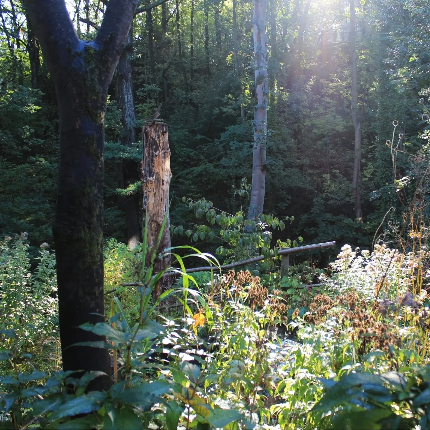 Morning light in the garden after a big dump of rain last night
.
.
#woodlandgarden #woodlandedge #naturalisticplanting #autumnlight