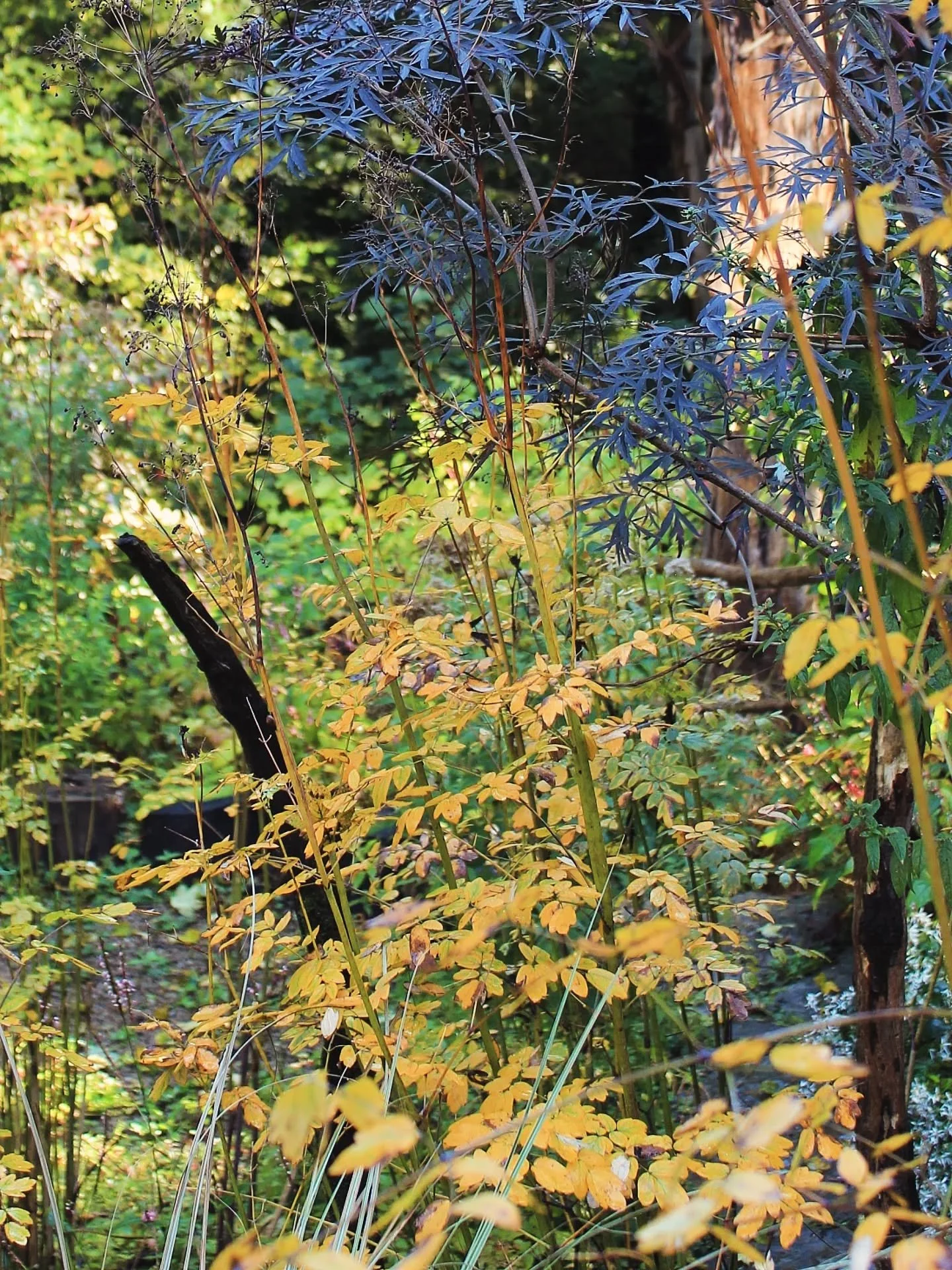 Some more autumnal hues creeping into the garden with Thalictrum 'Elin', Calamagrostis brachytricha, Aralia elata and Sambucus 'Gate into Field'