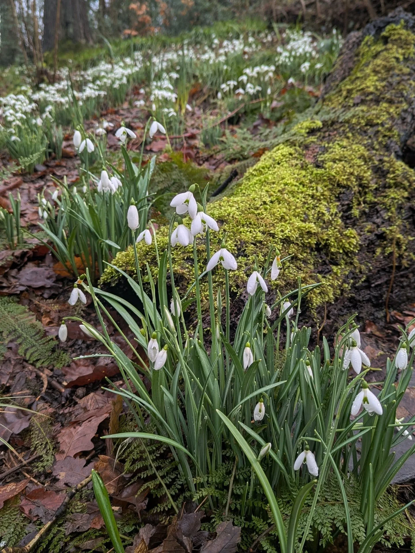 A few random bits from the garden at the moment, flowers opening and falling apart straight away with the rain. Snowdrops, Daphne bholua, Trachystemon orientalis, Euphorbia x pasteurii