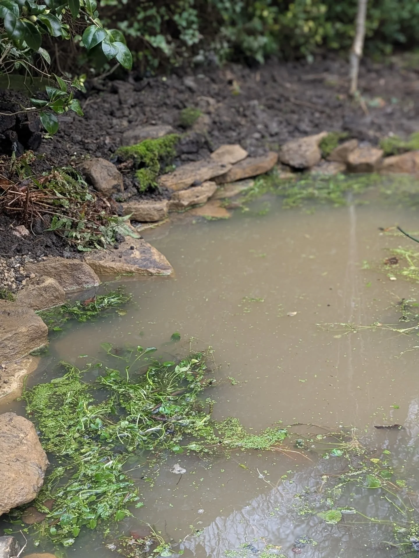 Little pond revamp from the last couple of days. Replacing the old split liner, digging a deeper section, shallower sides and an edge that allows plants to be planted right up to the edge.