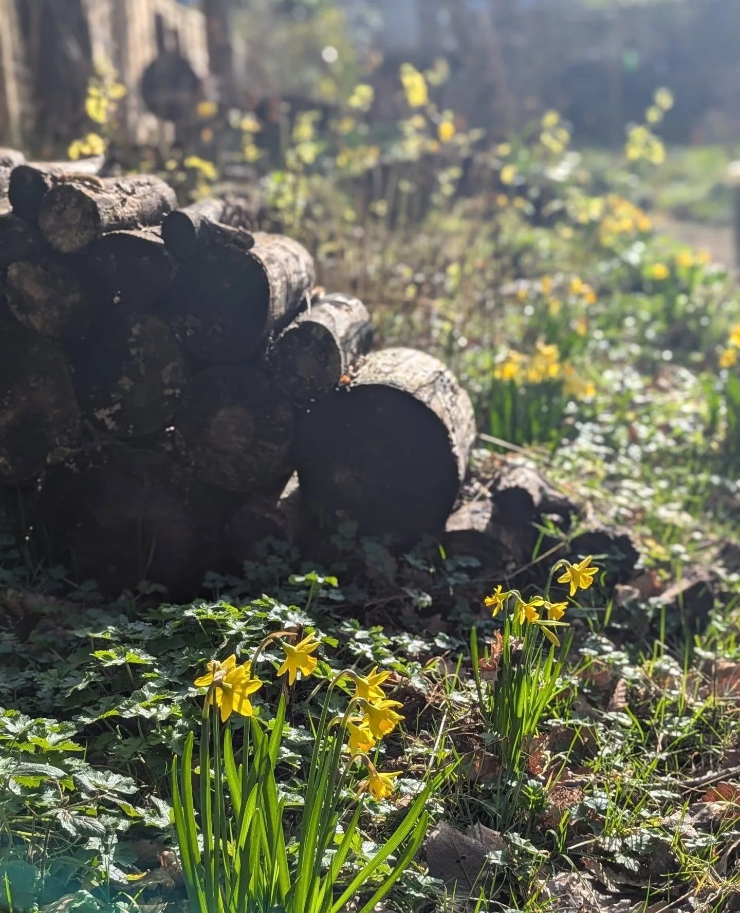 We made this garden in late 2024 and were back today to get it in a good position for the year. It's a very wild garden with robust plants but it's still good to thin out the grasses and docks etc and find those clean edges again on paths and seating