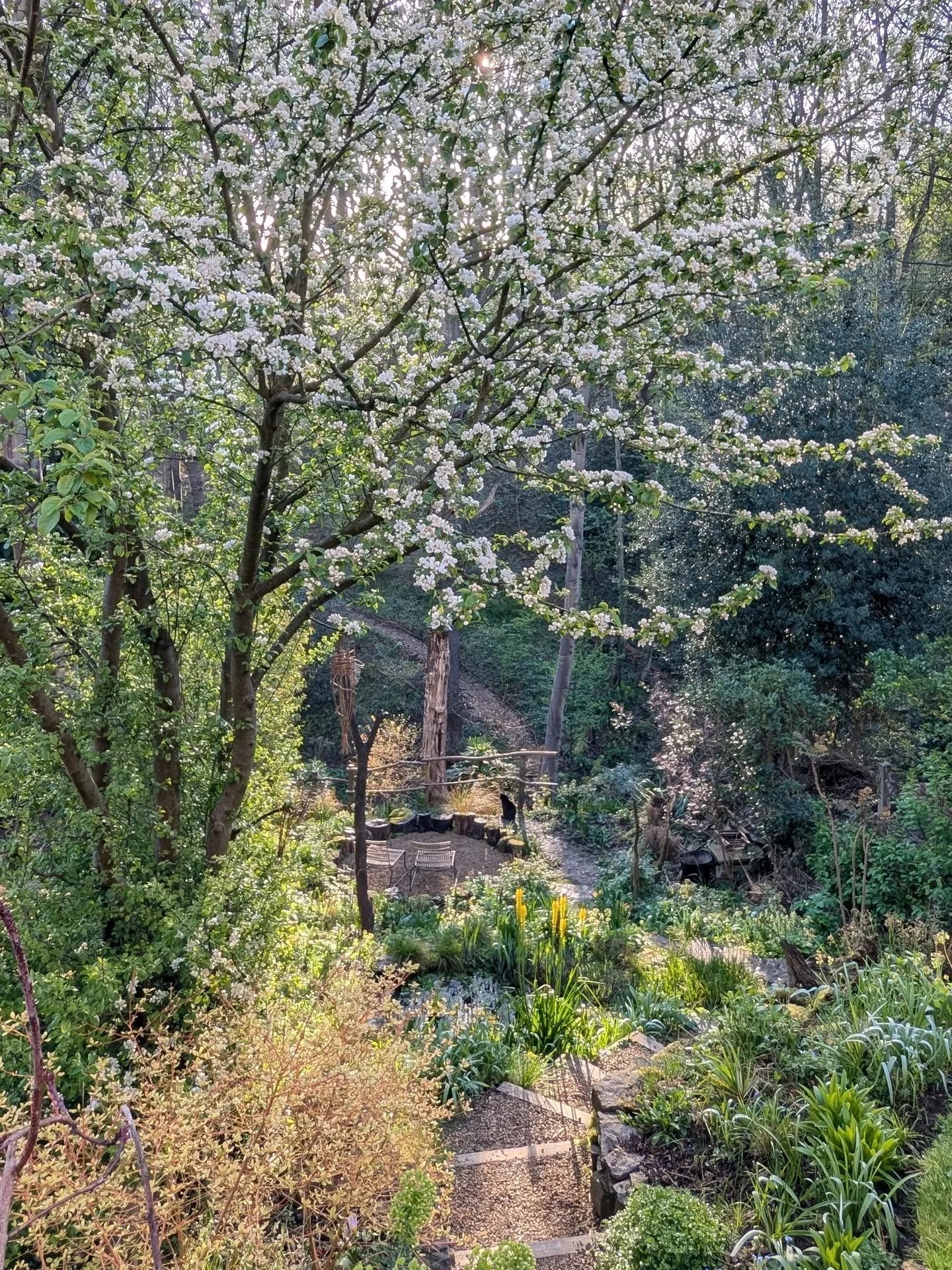 Crabapple blossom and the garden at the moment.