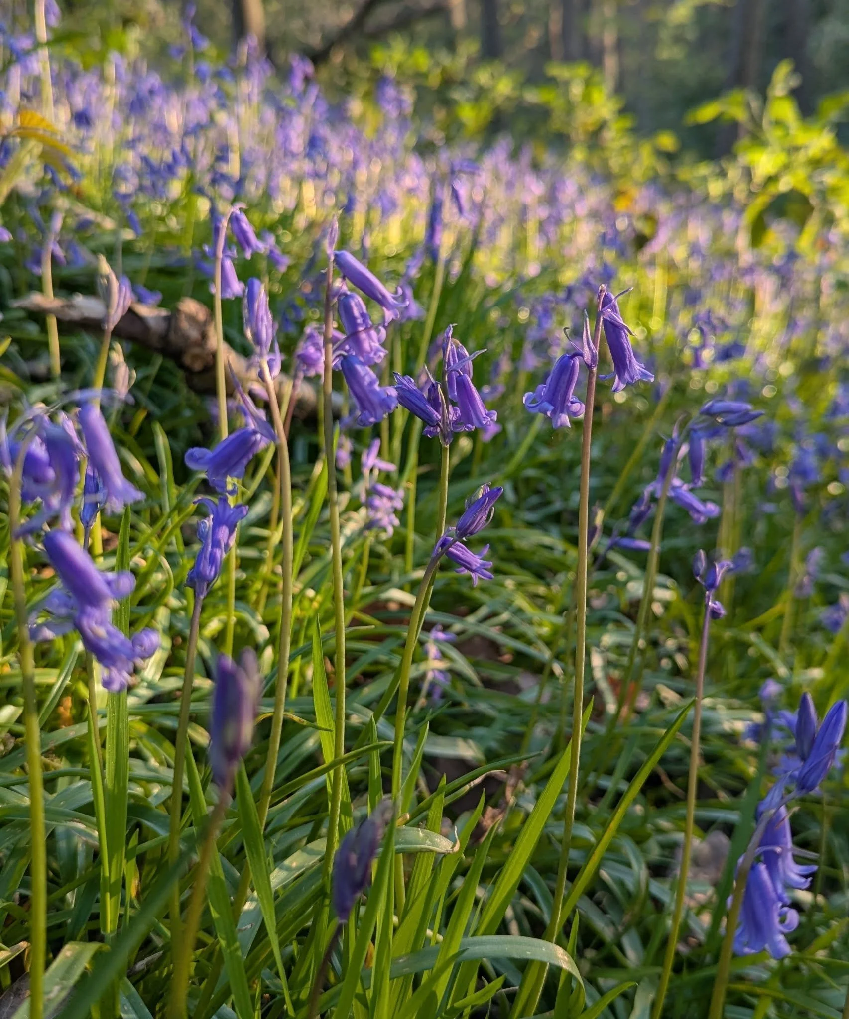 Woodland garden at the moment