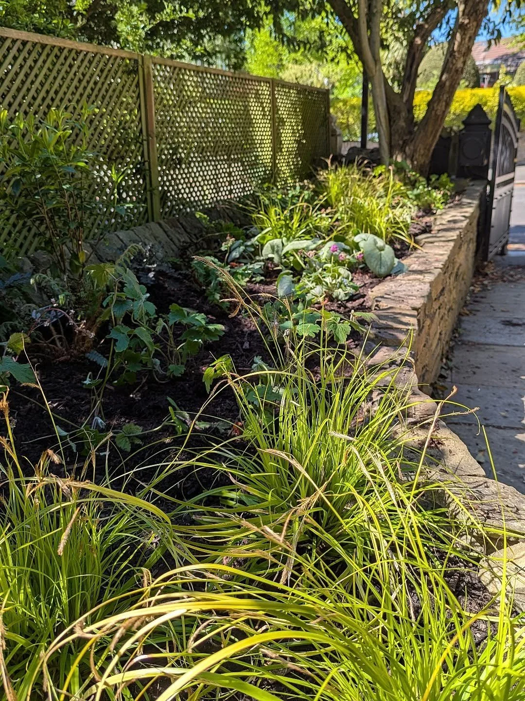 New planting for a front garden in dappled shade today. Winter flowering shrubs with woodland understory perennials