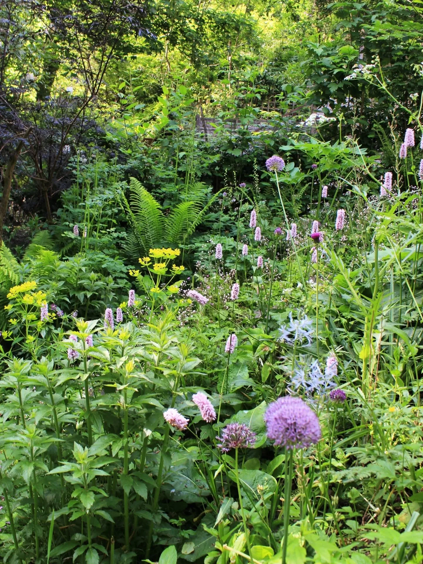 Garden this morning. All the trees are fully in leaf so the light has changed and everything is growing like mad!