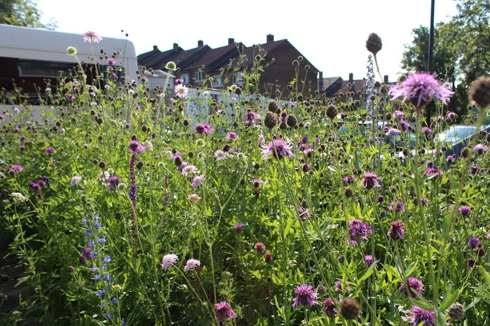Mini Meadow Front Garden Sheffield