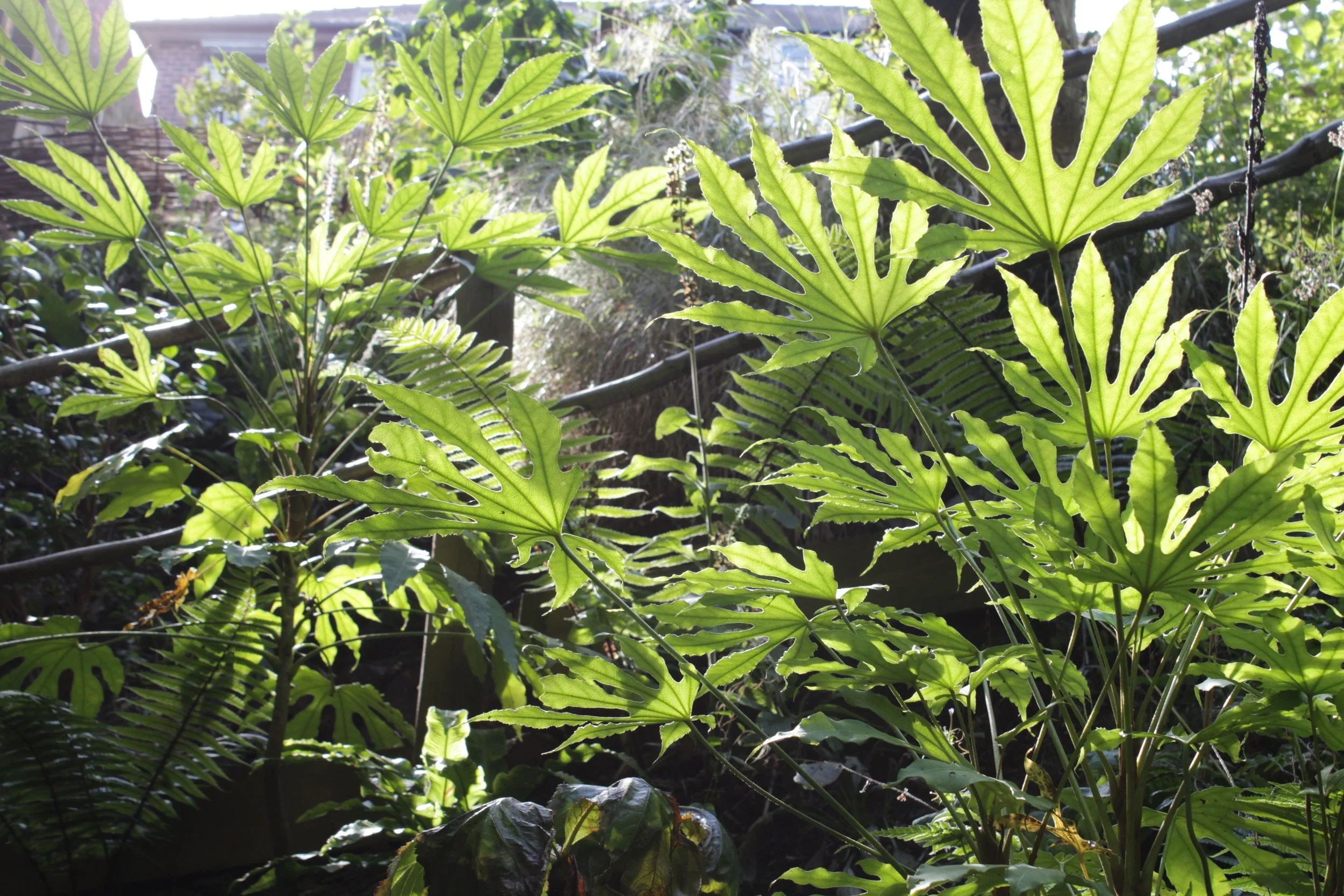 Exotic Jungle Woodland Planting in Sheffield