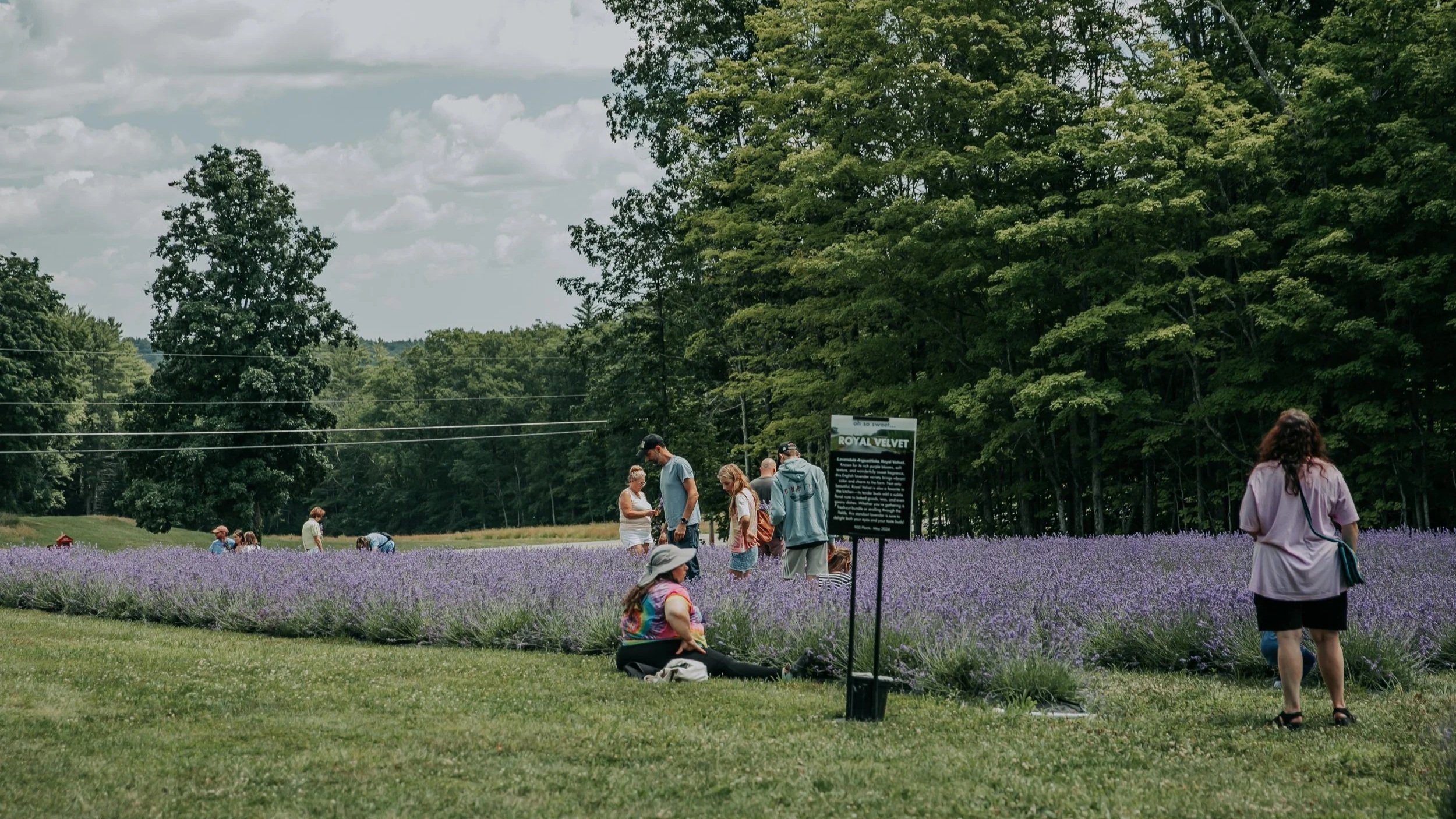 People visiting a lavender field, some standing and talking, others sitting or walking among rows of purple lavender plants, with trees and a partly cloudy sky in the background.