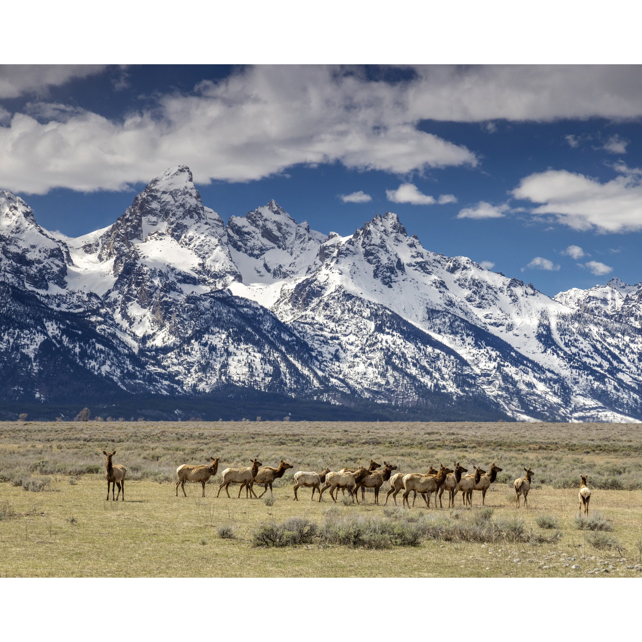 Teton Elk_e.jpg