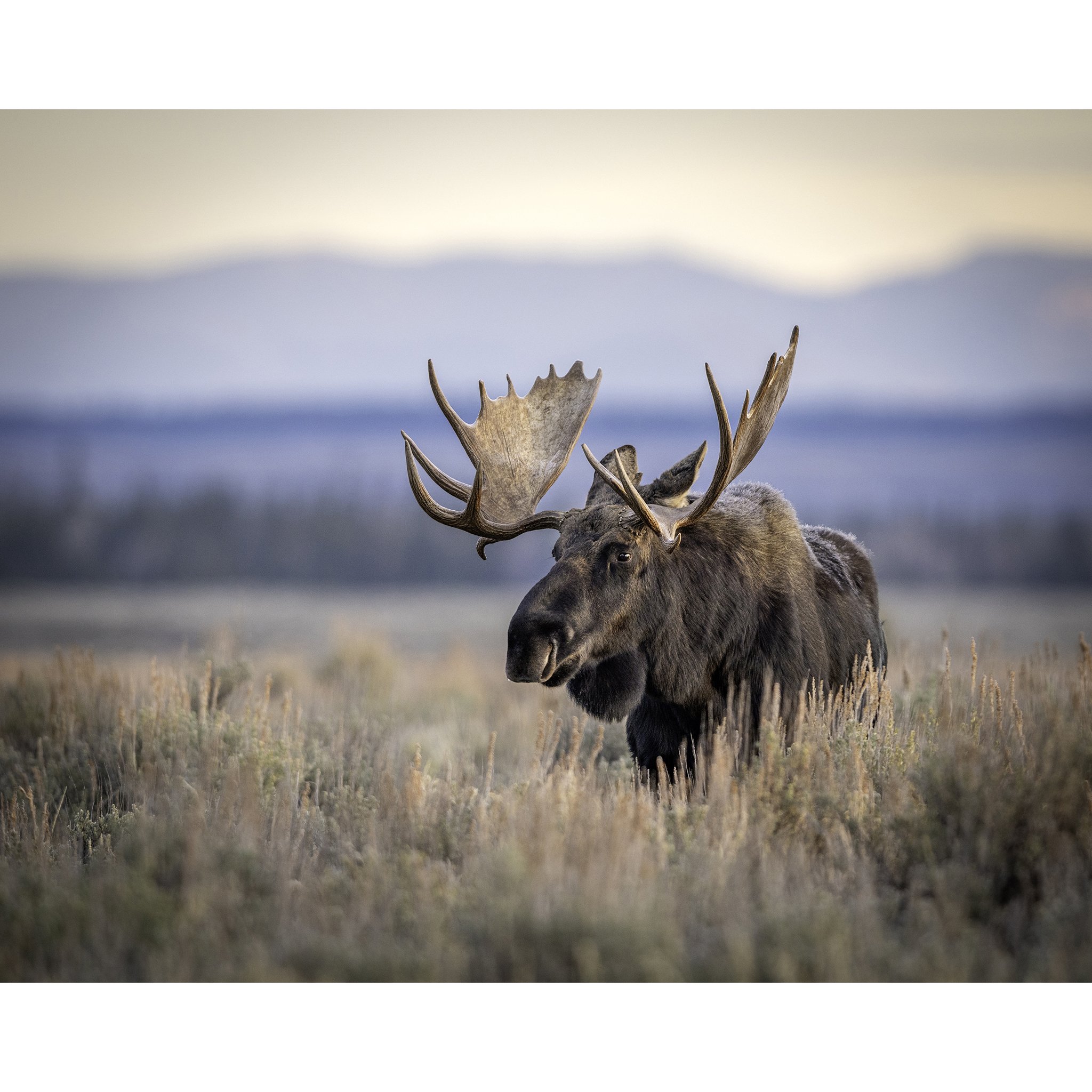 Teton Titan