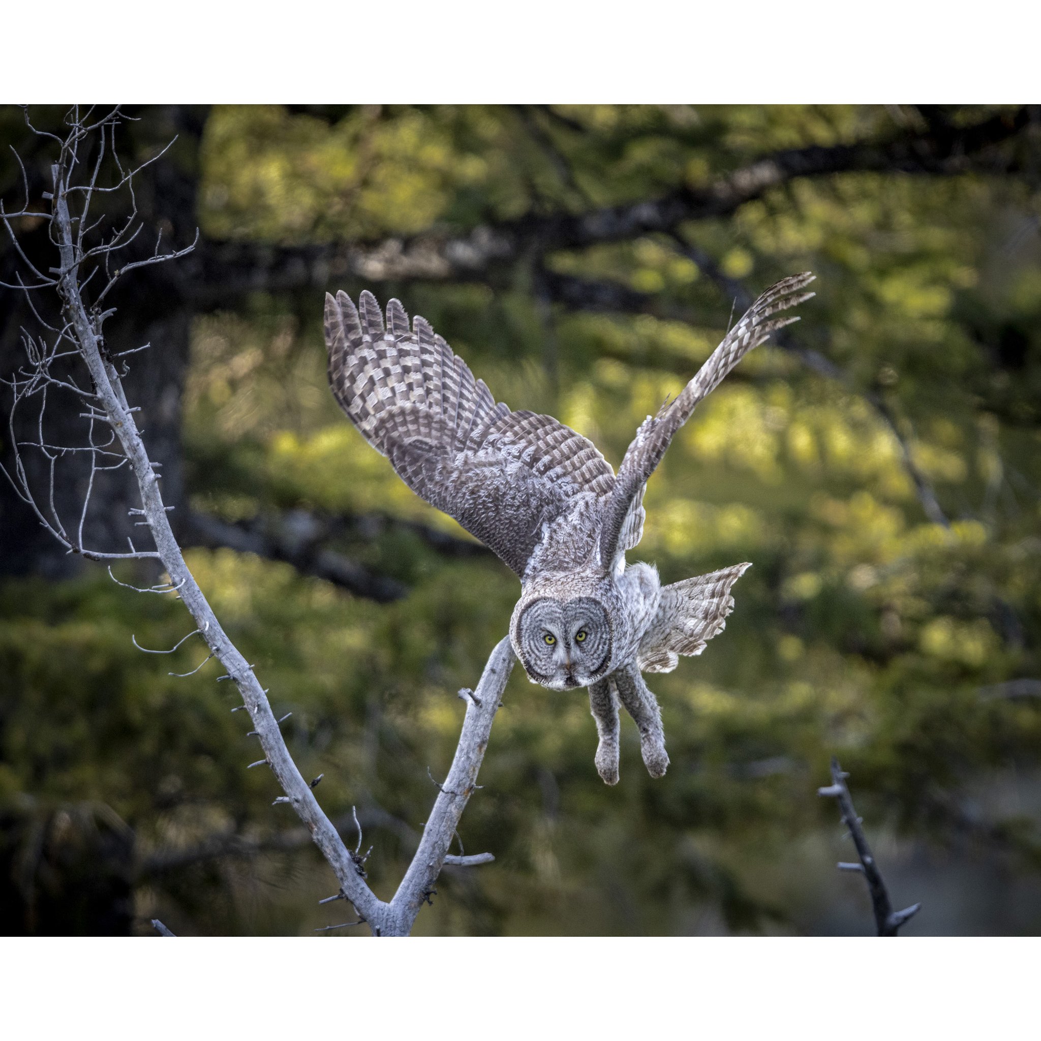 Great Gray Owl 3_e.jpg
