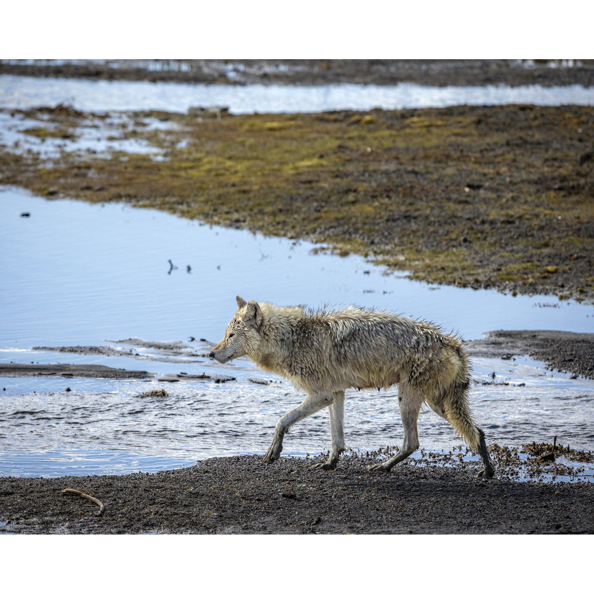 Strolling Wolf_e.jpg