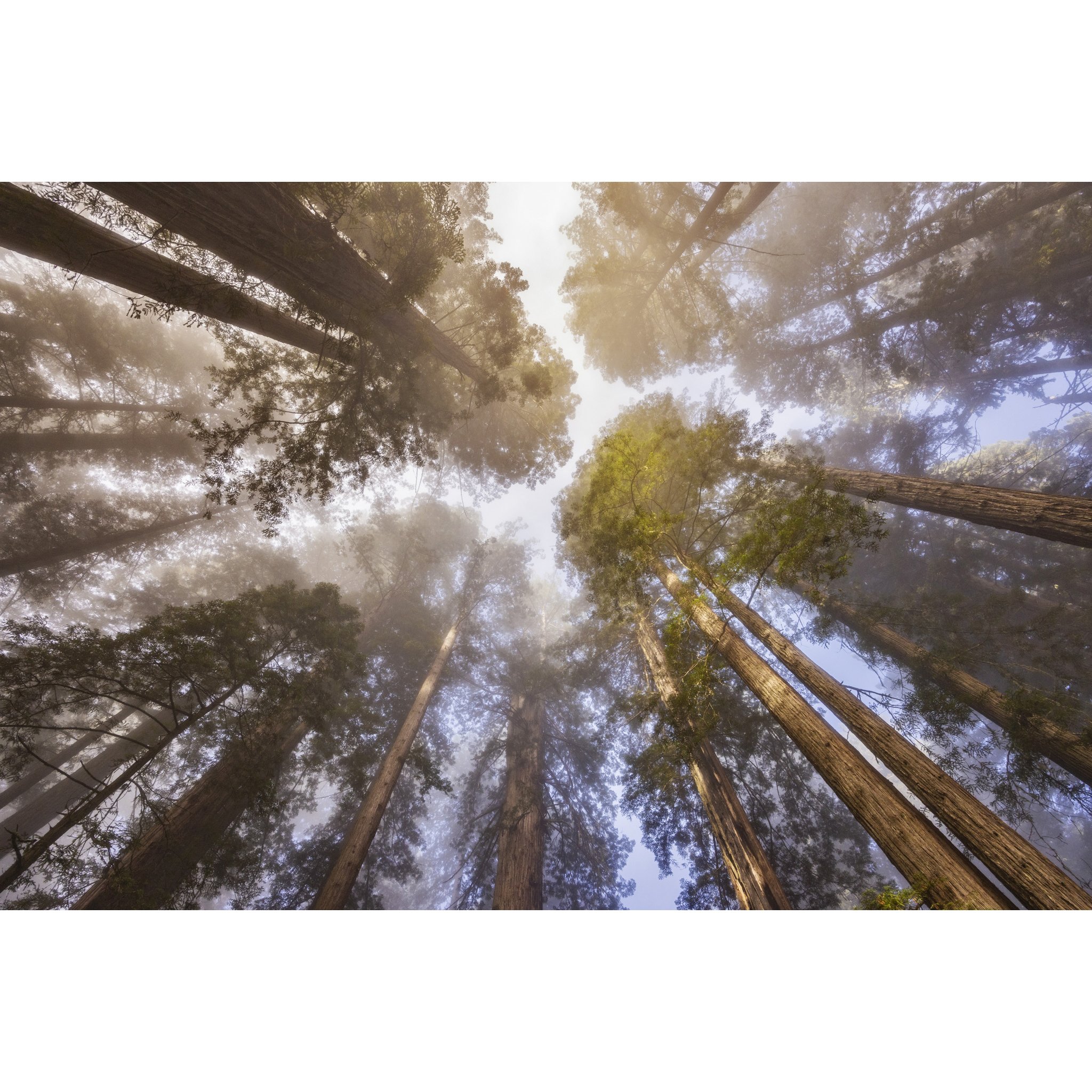 Towering Giants_e.jpg