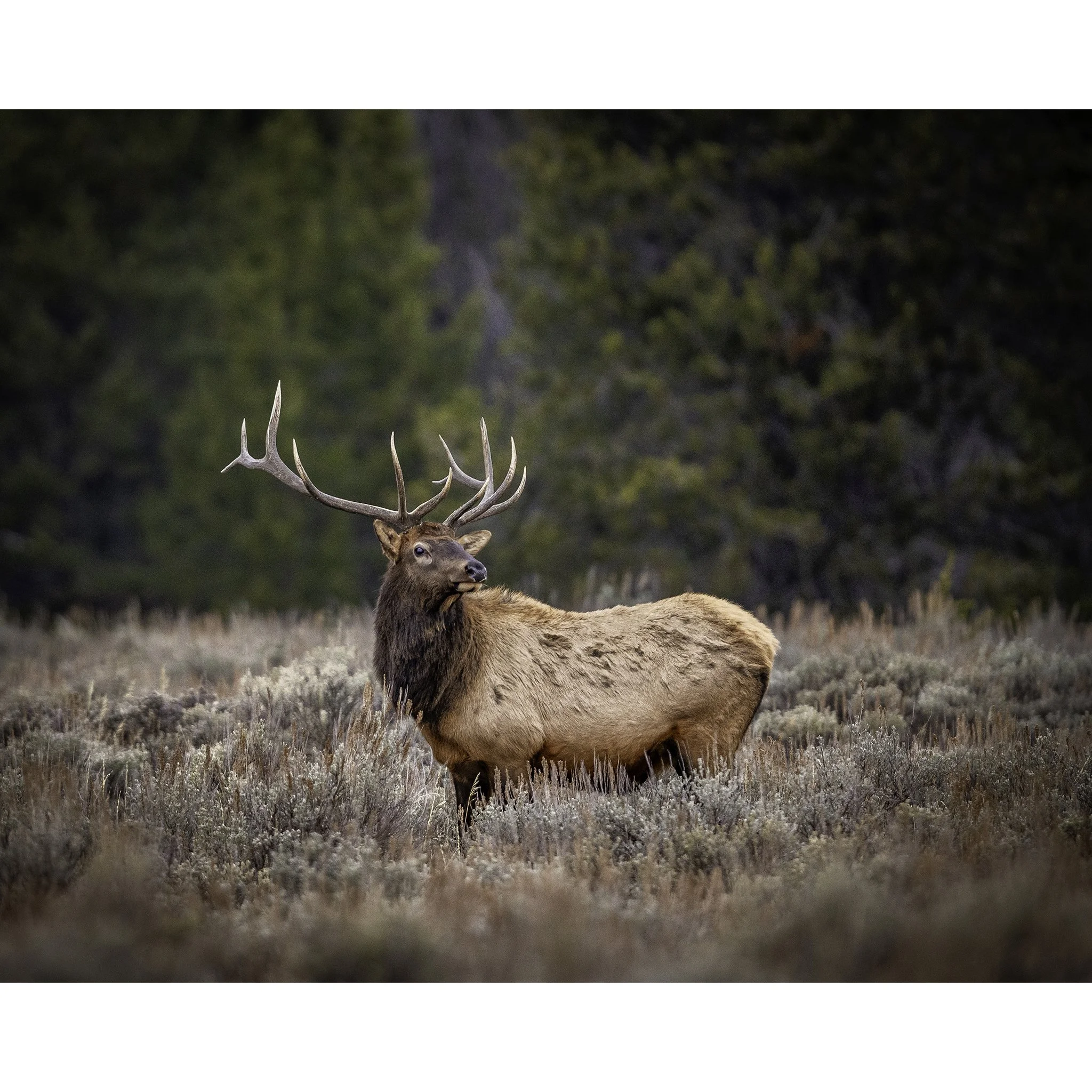 Autumn Elk