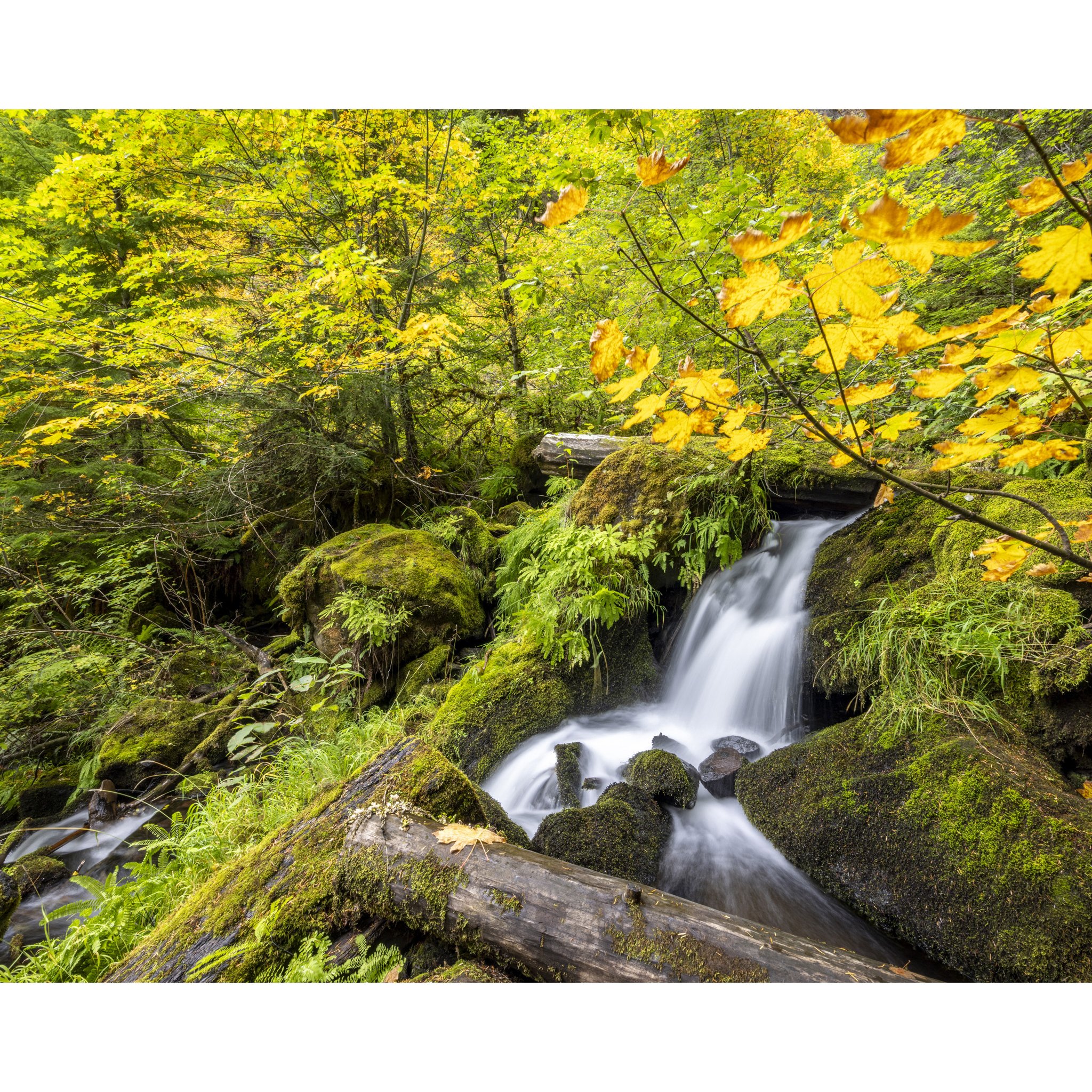Autumn Bliss_e.jpg