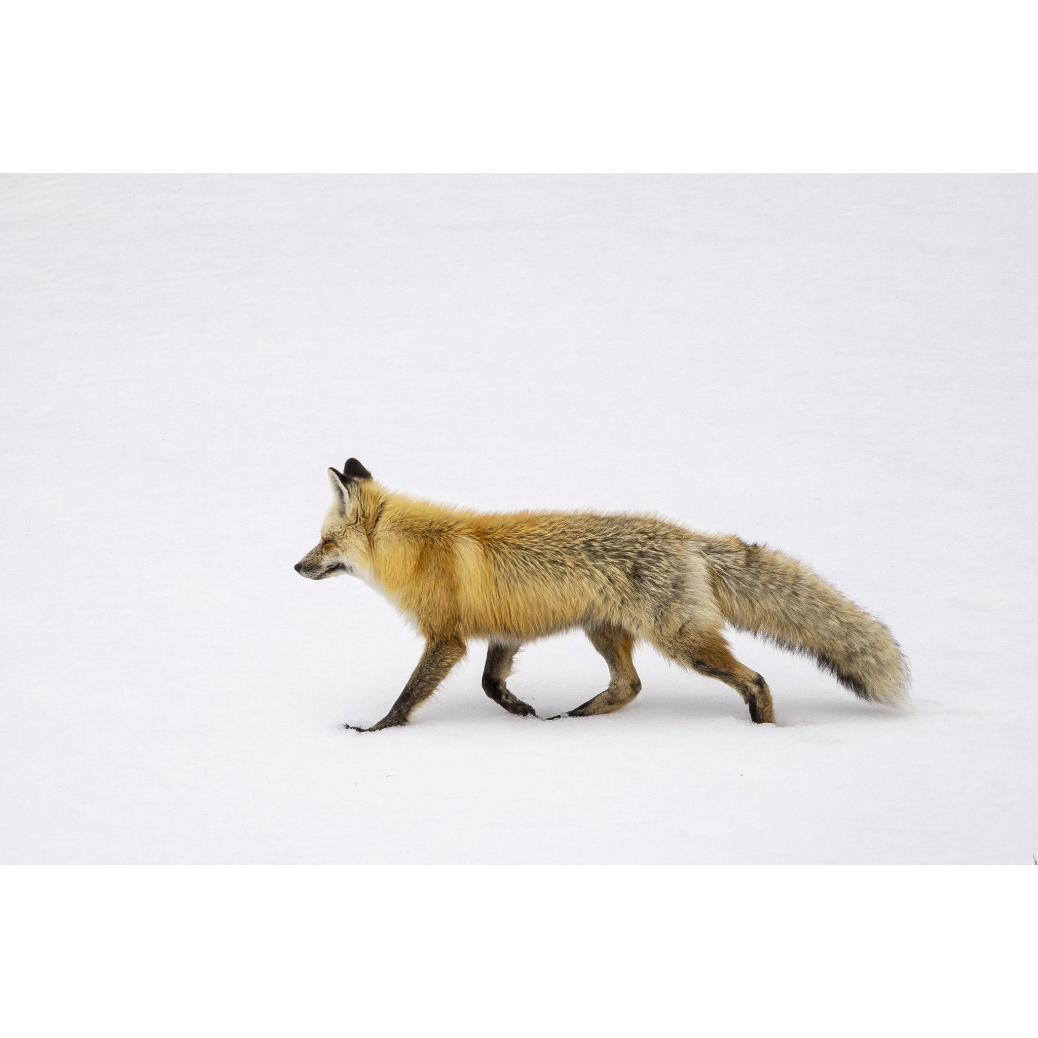Foxy_e.jpg