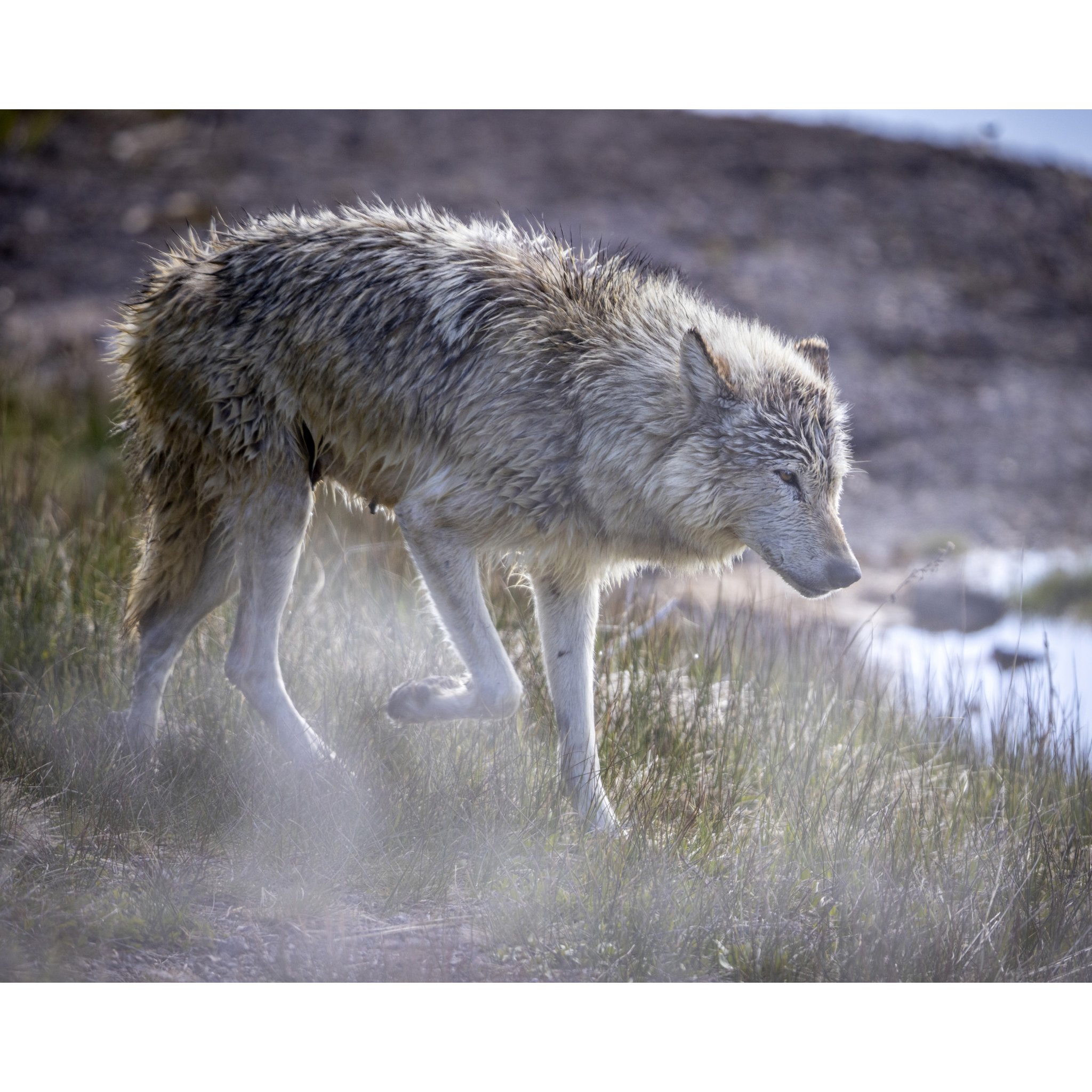 Wolf in the Mist_e.jpg