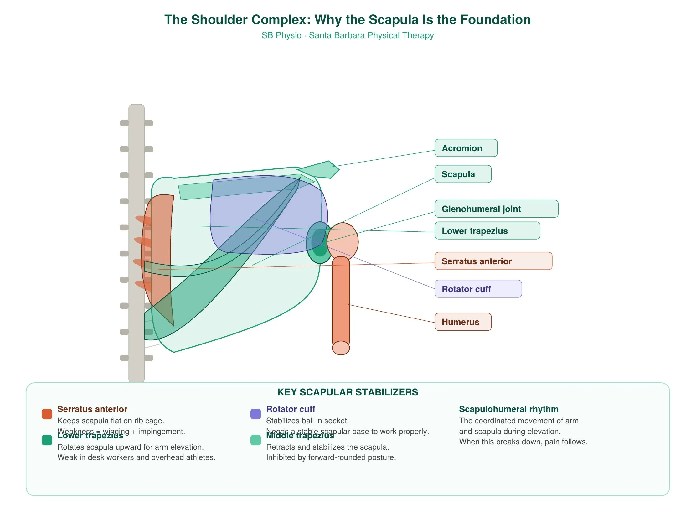 Shoulder Pain in Santa Barbara: Why Your Scapula Might Be the Real Problem