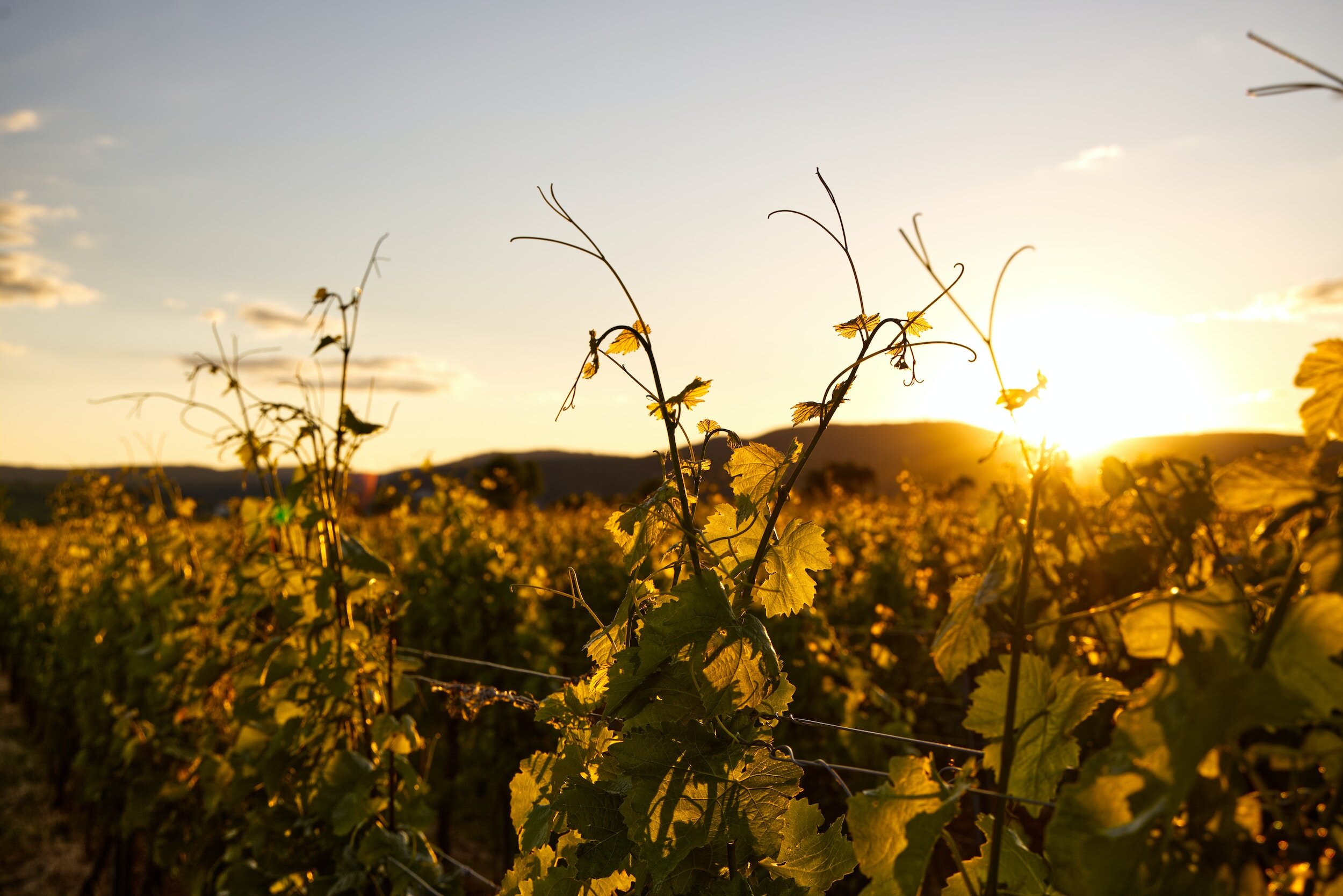 Vineyard at sunset with grapevines and distant rolling hills
