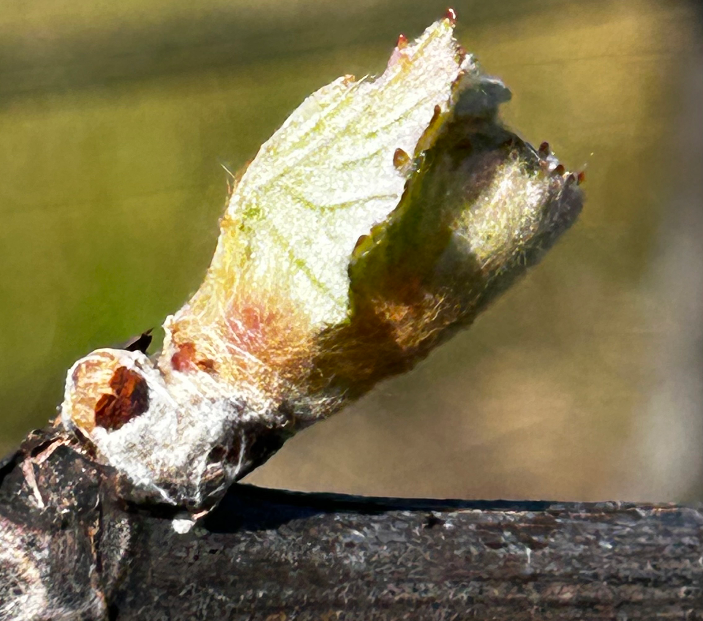 Budbreak at Walker Hill Vineyard: The Start of the Growing Season in the Russian River Valley