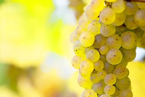 Why Riesling Deserves a Place at Your Table