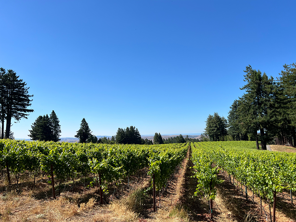 Inside the Vineyard with Wine Spectator's James Molesworth