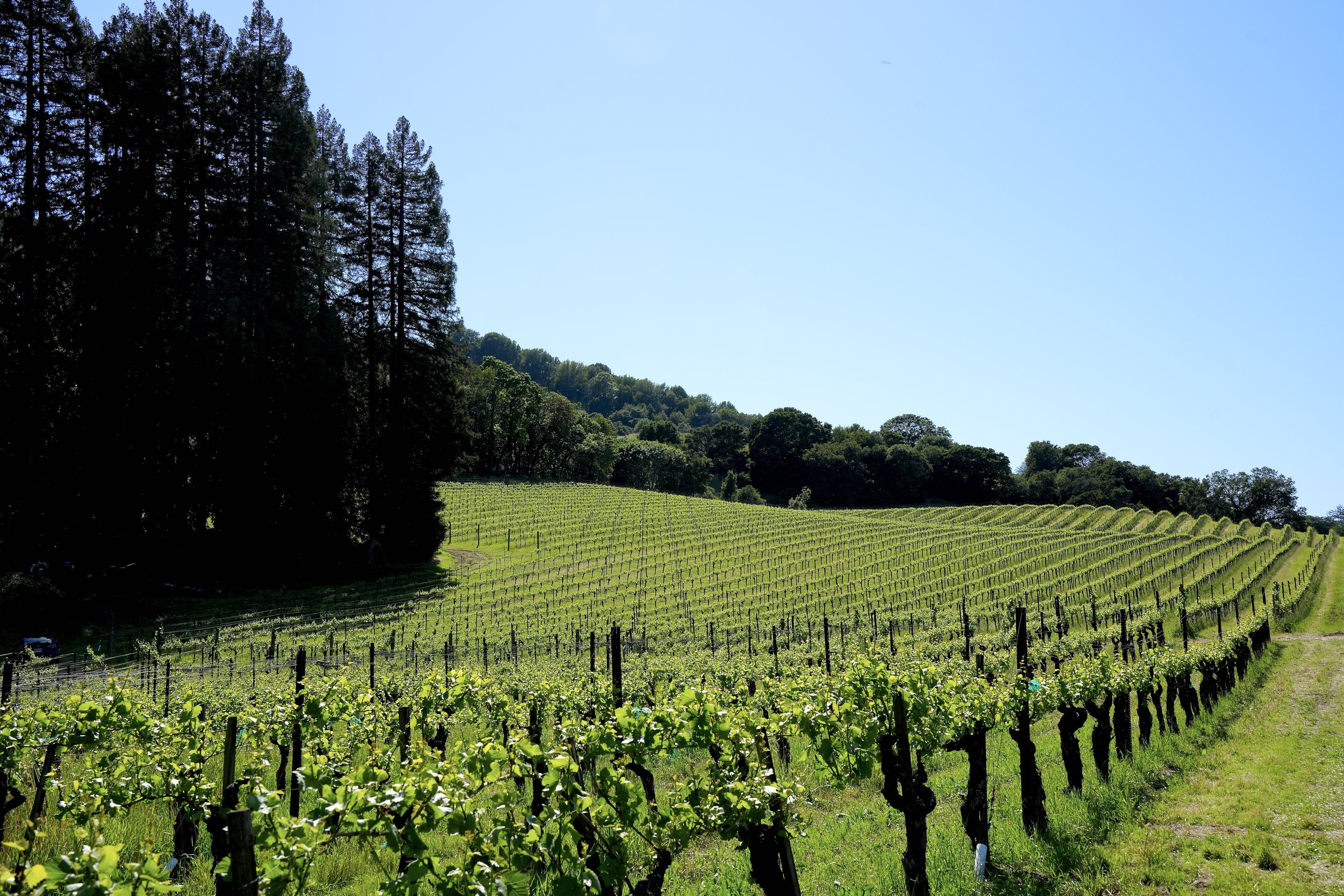 van der Kamp Vineyard - Sonoma Mountain