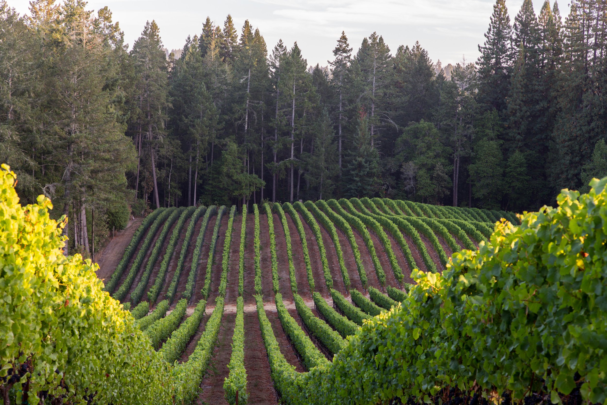 Vineyard with neatly aligned rows of grapevines, surrounded by a dense forest of tall trees.