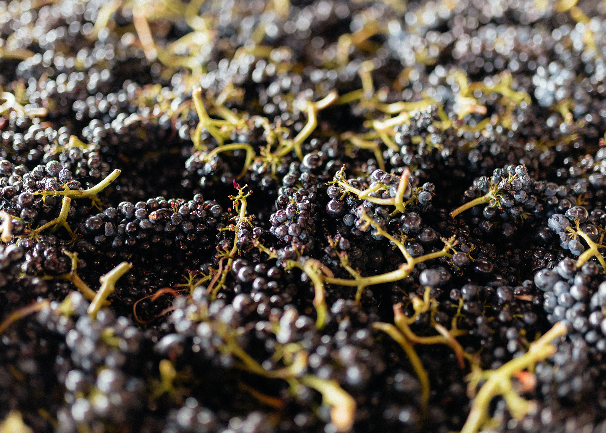 grapes homepage.png