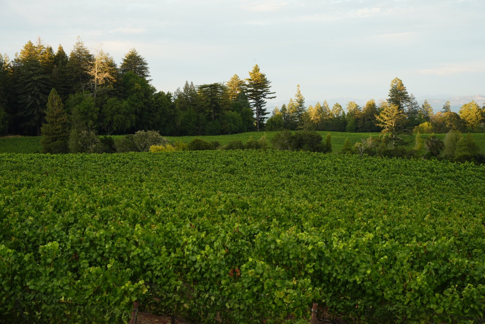 Ruxton Vineyard