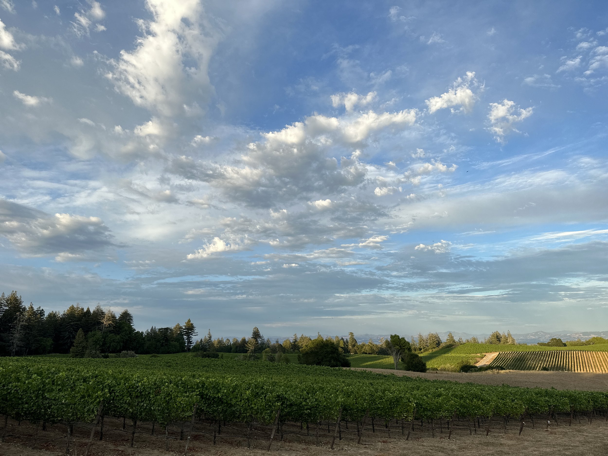 Ruxton Vineyard