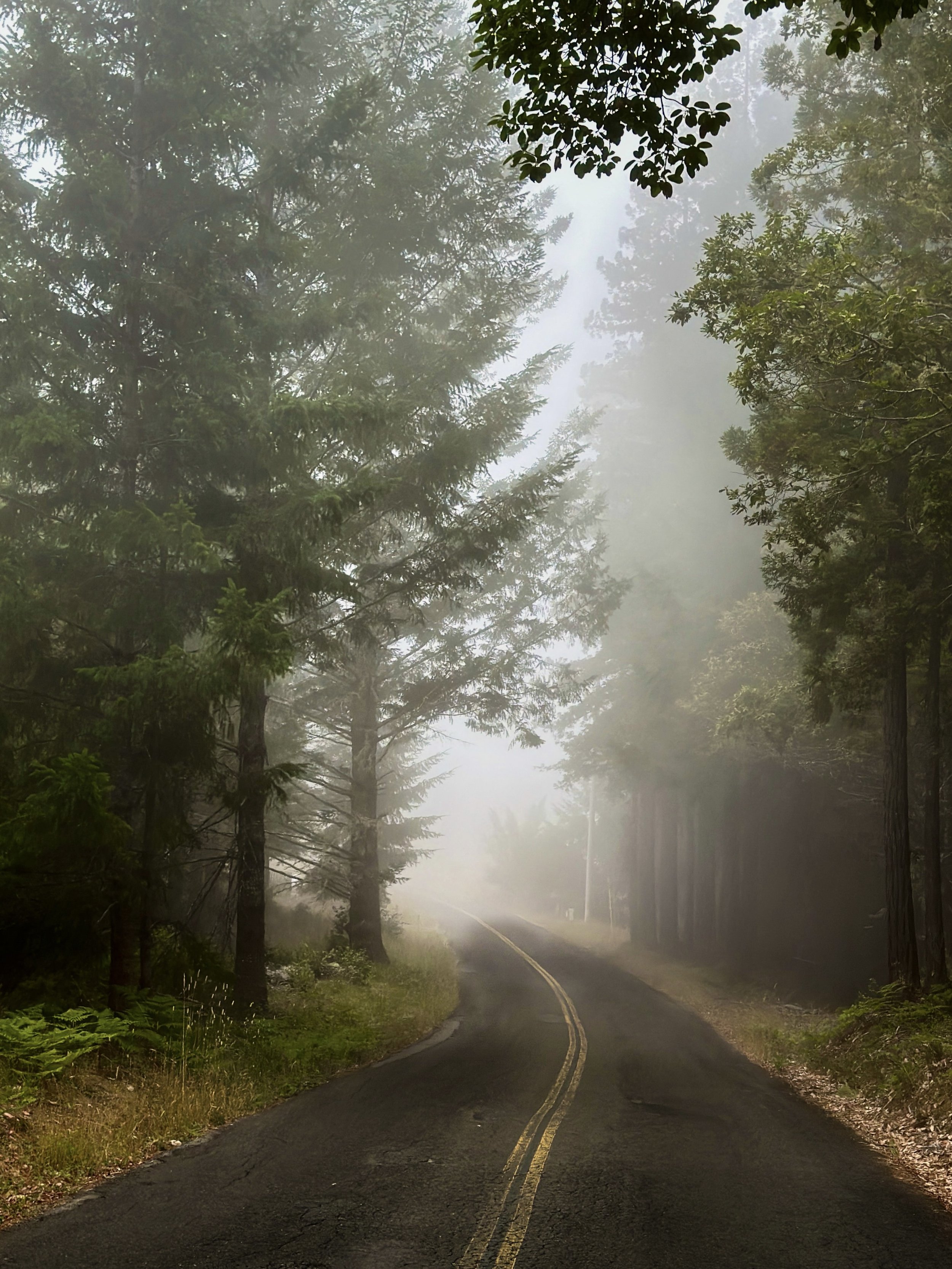 Meyers Grade Road to McDougall