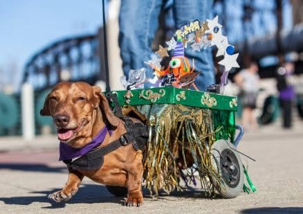 Pet Parade