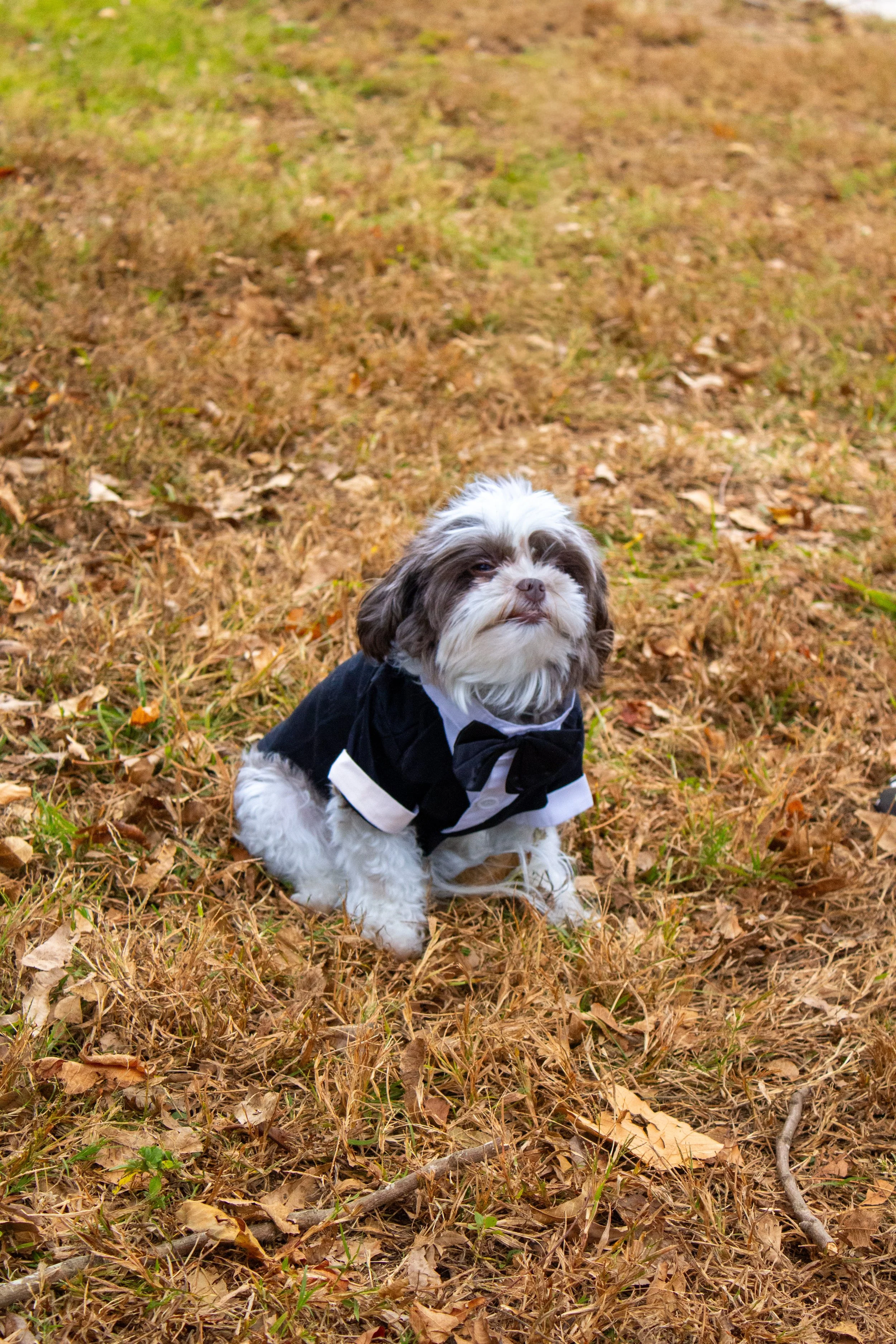 Princess Harlie Quinn