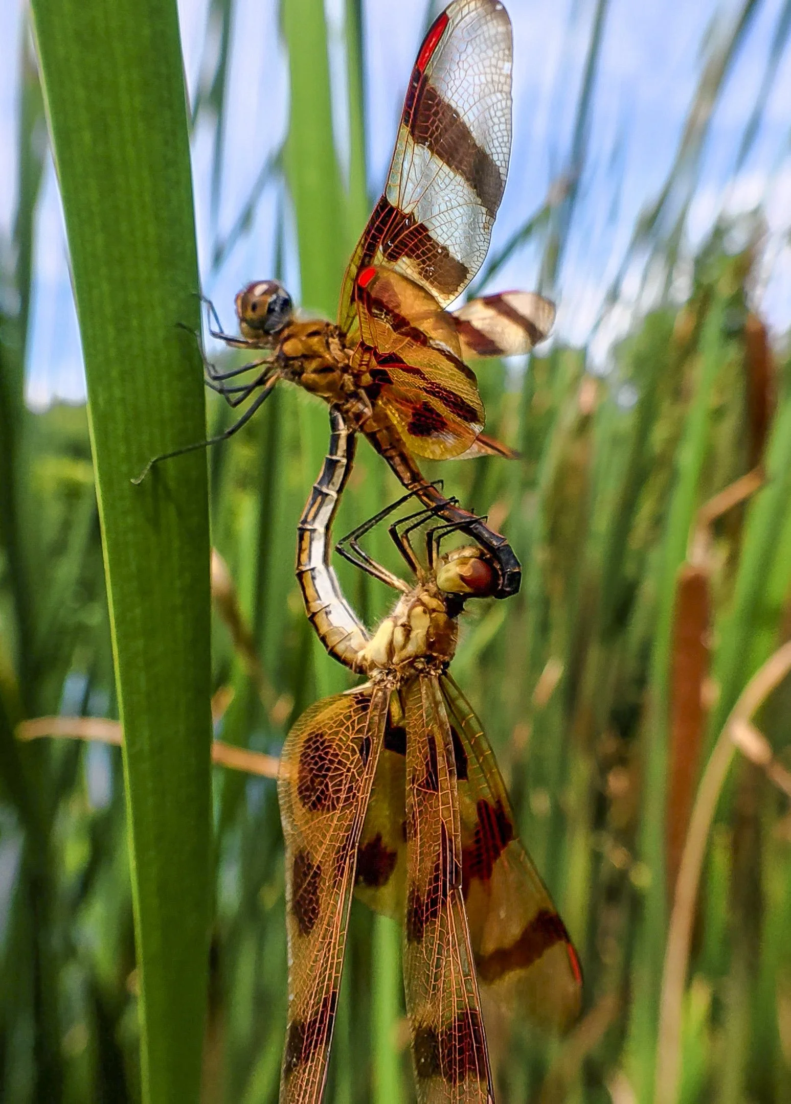 DRGONFLIES_01_02_26_28.jpg