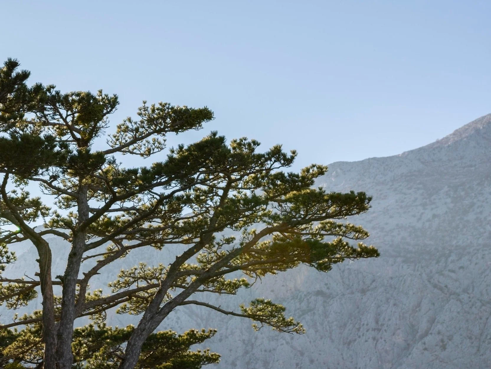 FSC Forest of a Pine tree with mountain background and clear sky