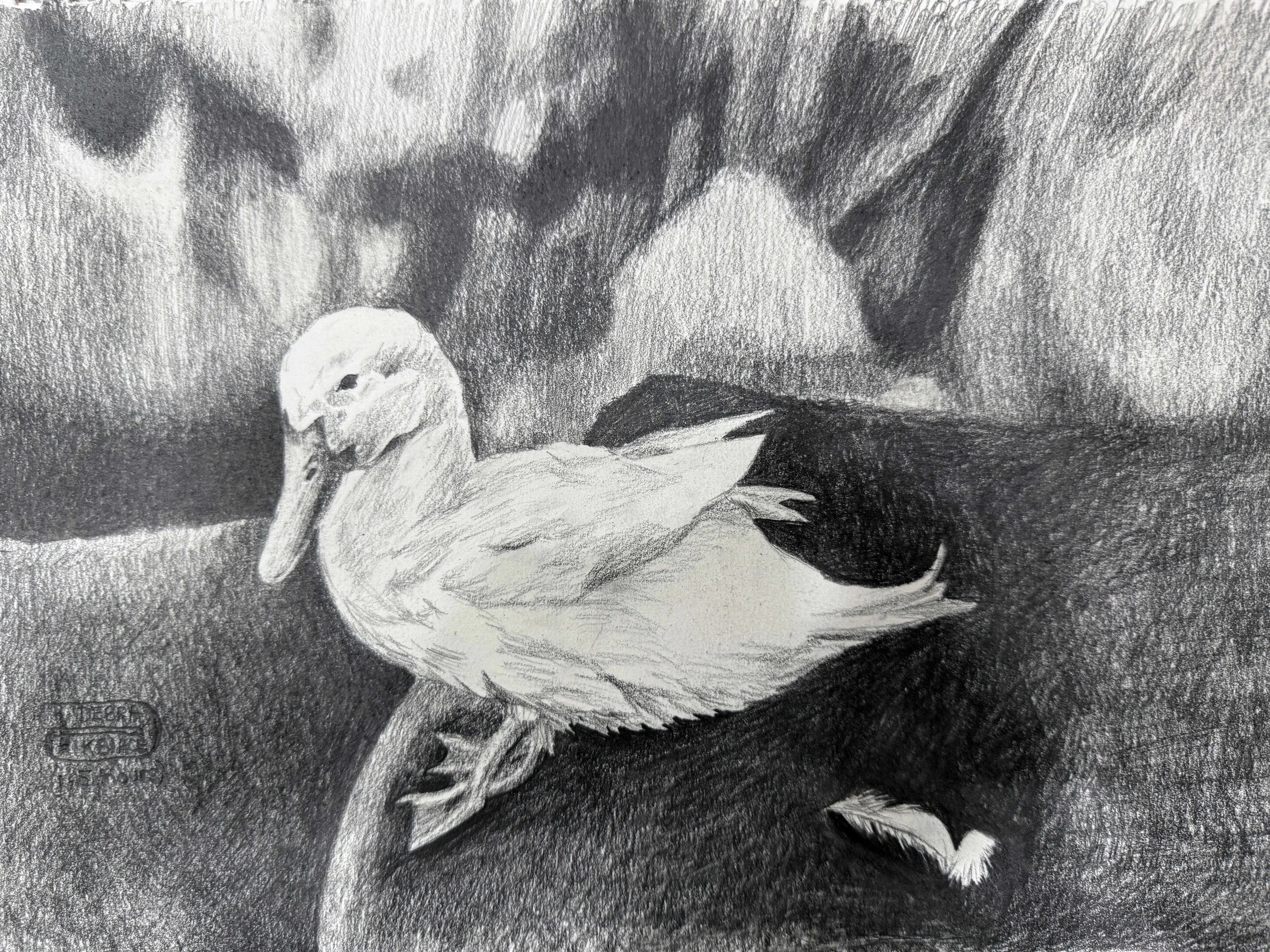 Feathers copy.jpg