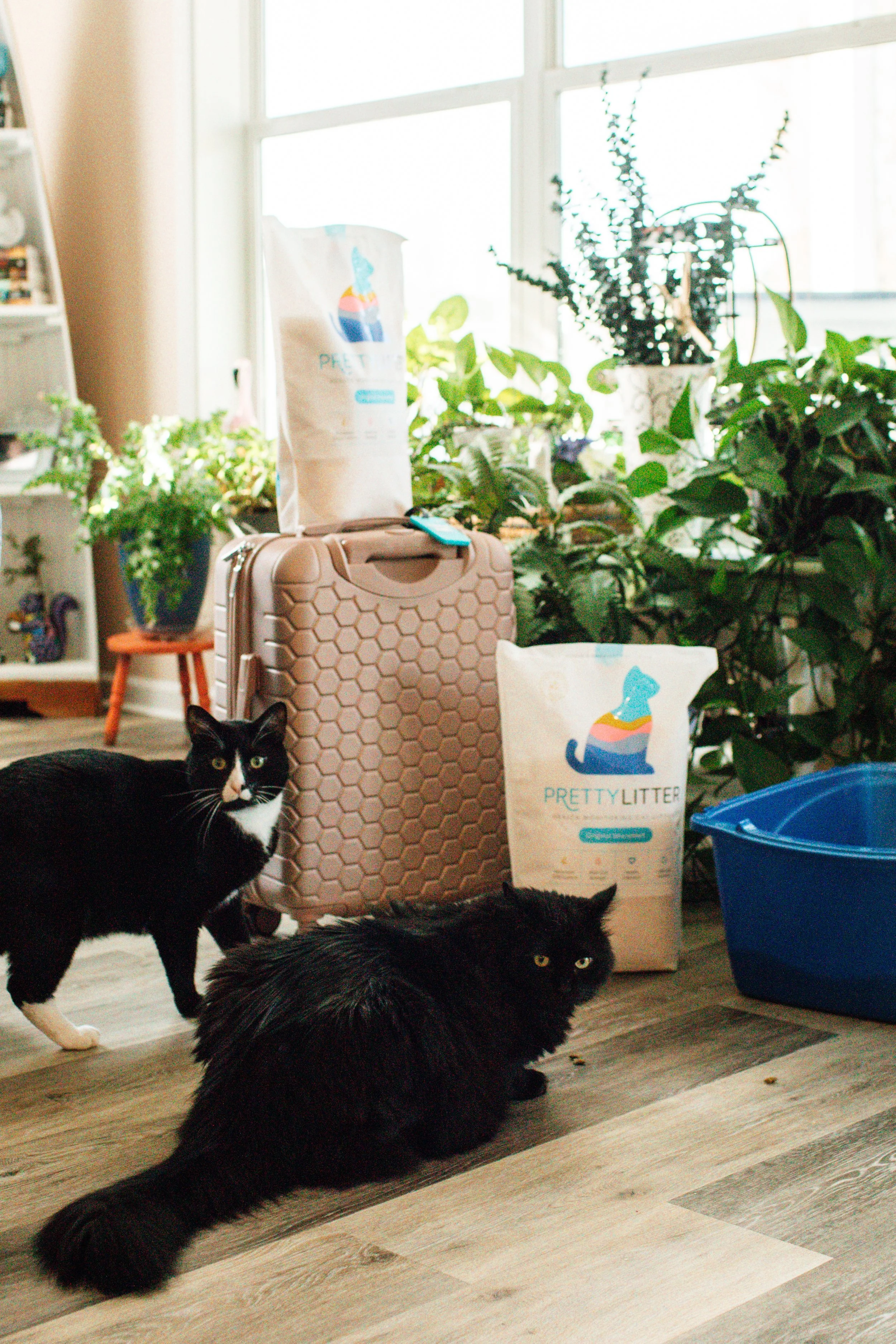 pretty-litter-beans-8.jpg