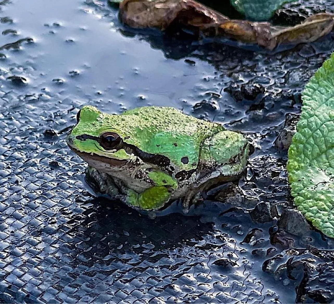Hi little buddy! 🥰
&bull;
&bull;
&bull;
#frog #frogfriend #pnwgardening #pnwflowers #pnw #cleelum #flowerfarm #springtreeflowerfarm #flowers #happyplace #buddy