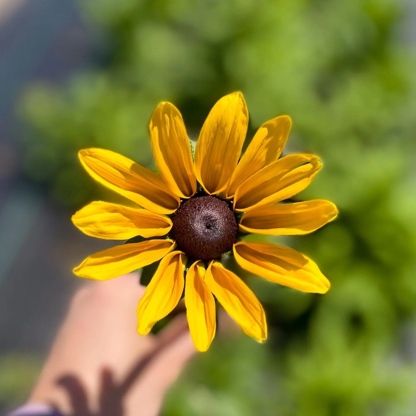 The first black-eyed Susan is here and I&rsquo;m in love! 😍
&bull;
&bull;
&bull;
#blackeyedsusan #flowerstagram #flowers #springtreeflowerfarm #cleelum #flowerfarmer #yellowflowers #pnw #pnwflowers #zone5b