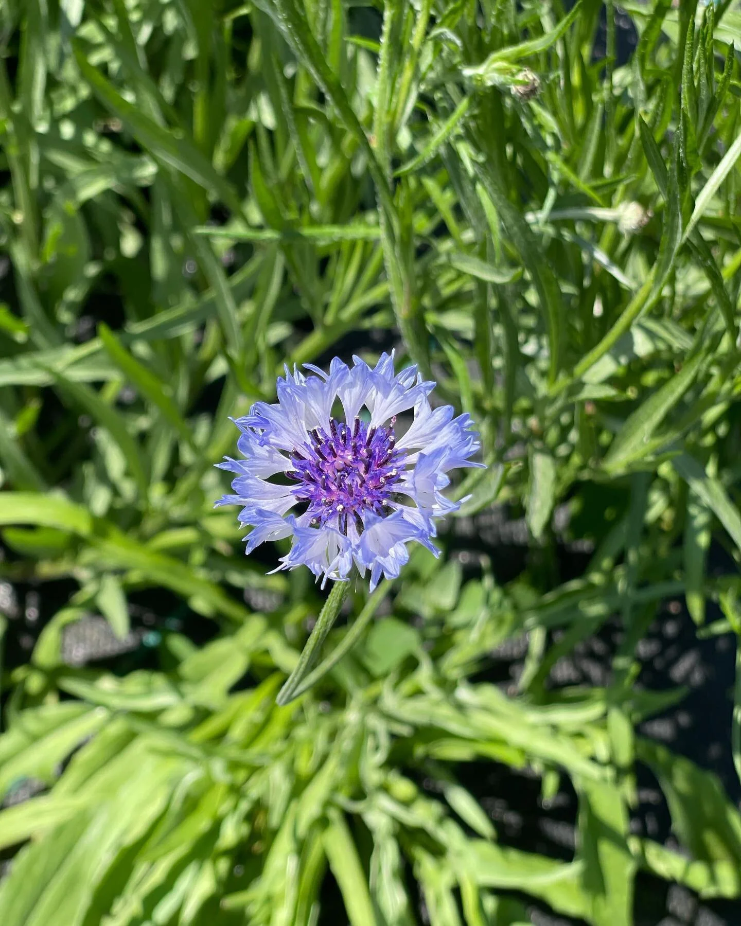 First few blooms are starting to peek out! 😍
&bull;
I started these as seeds inside back in February and it&rsquo;s so rewarding to see them finally coming out! 
&bull;
Bachelors buttons, clary sage and calendula 🥰
&bull;
Lots more to come! 😝
&bul