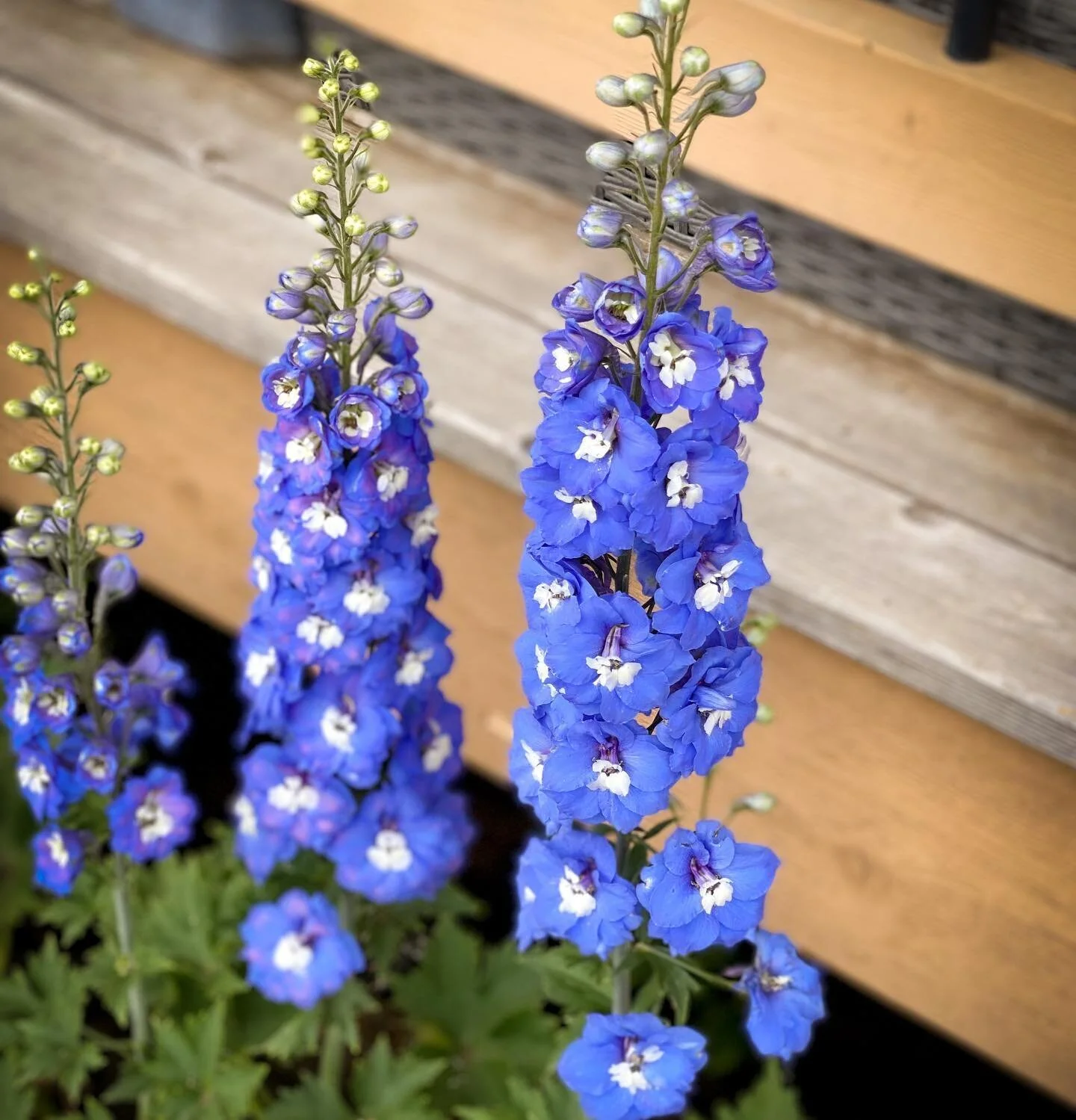 Delphiniums are in full bloom right now!
&bull;
These come back bigger and better every year! 🙌🥰
&bull;
&bull;
&bull;
#cleelum #roslyn #ellensburg #kittitascounty #cutflowers #garden #flowerstand #openingsoon #localflowers