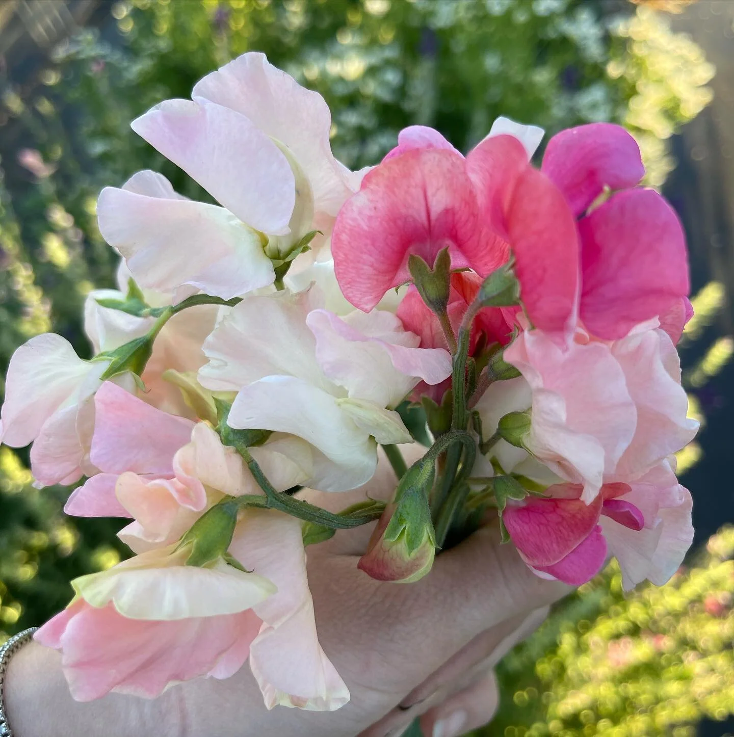 I wish you could smell these sweet peas&hellip;SO GOOD! 💐
&bull;
&bull;
&bull;
#cleelum #flowers #flowerfarmer #roslyn #ellensburg #cutflowerfarm #cutflowers #flowerstand #openingsoon