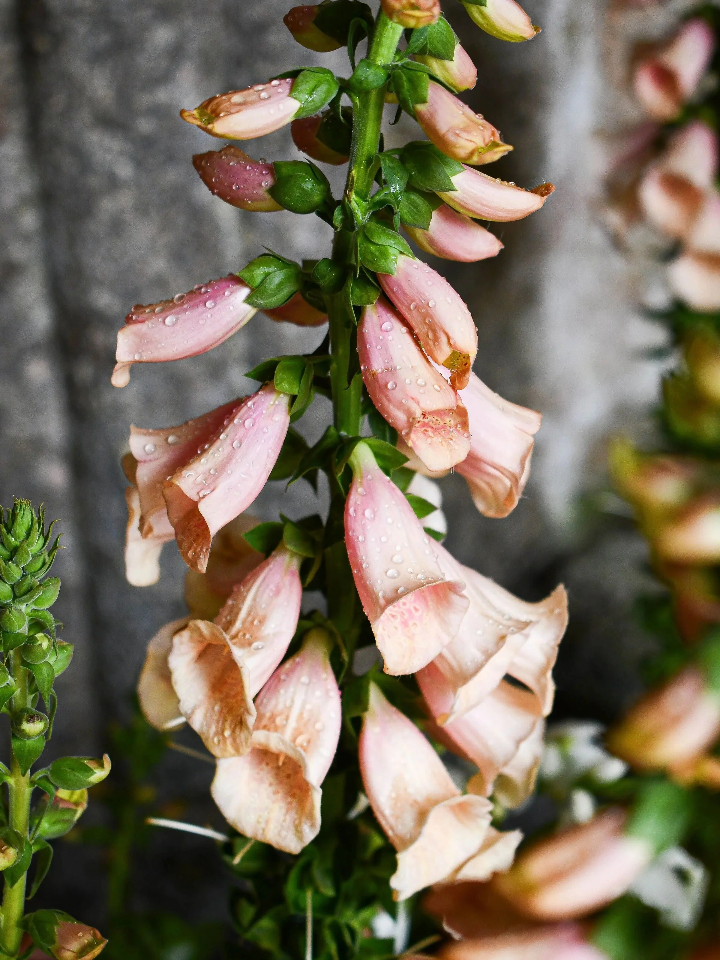Close-up of pink and beige foxglove flowers with water droplets on petals, set against a dark background.